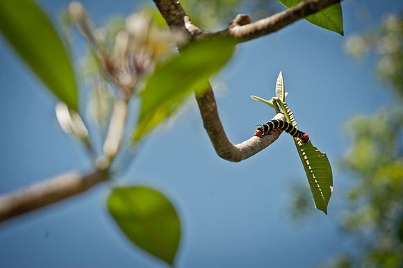 caterpillar.