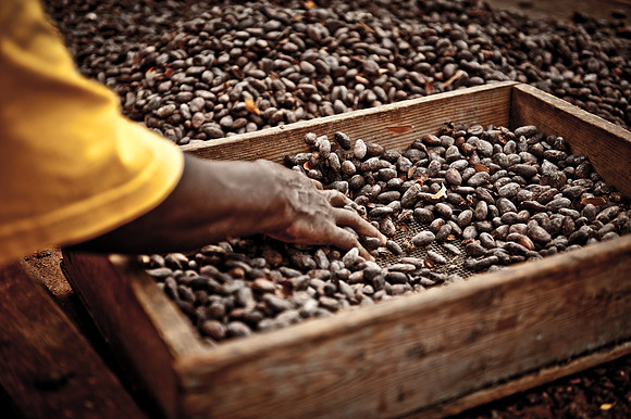cocoa.