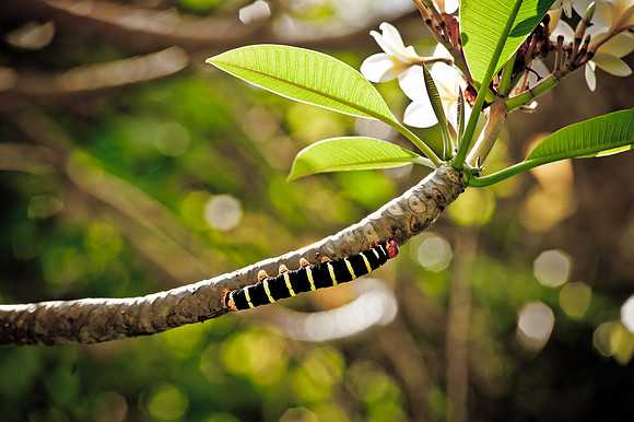 caterpillar II.