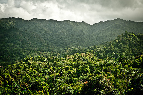 rainforest.